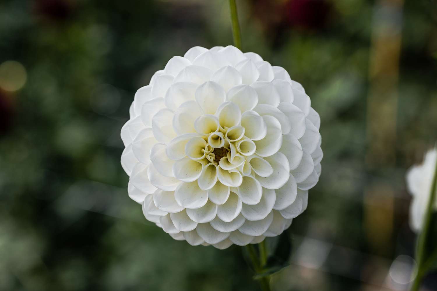 Dahlie 'Boom Boom White'